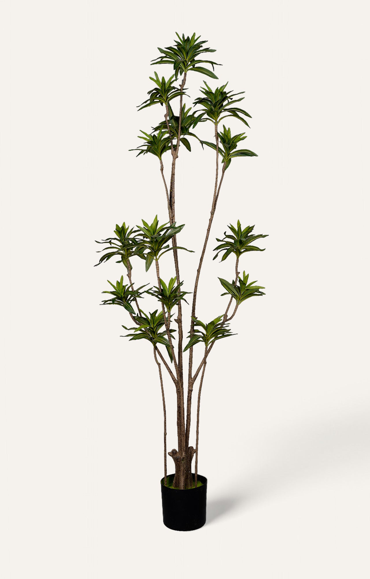 Artificial Ming Aralia Plant – 6.5 Feet