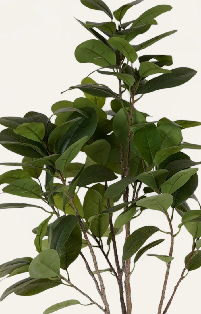 Artificial Green Ficus Tree - 6 Feet