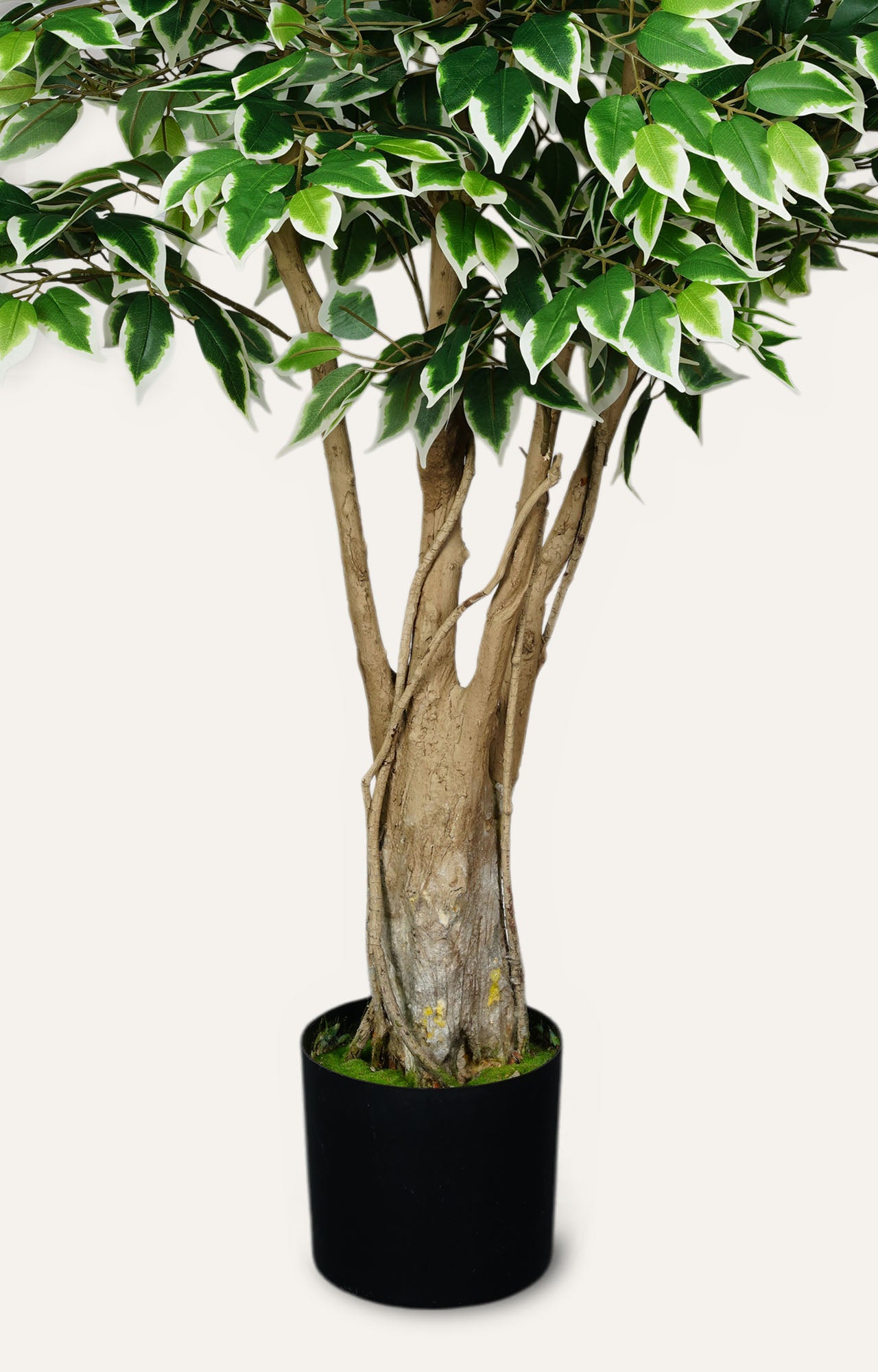 Artificial Variegated Ficus Tree – 6.5 Feet