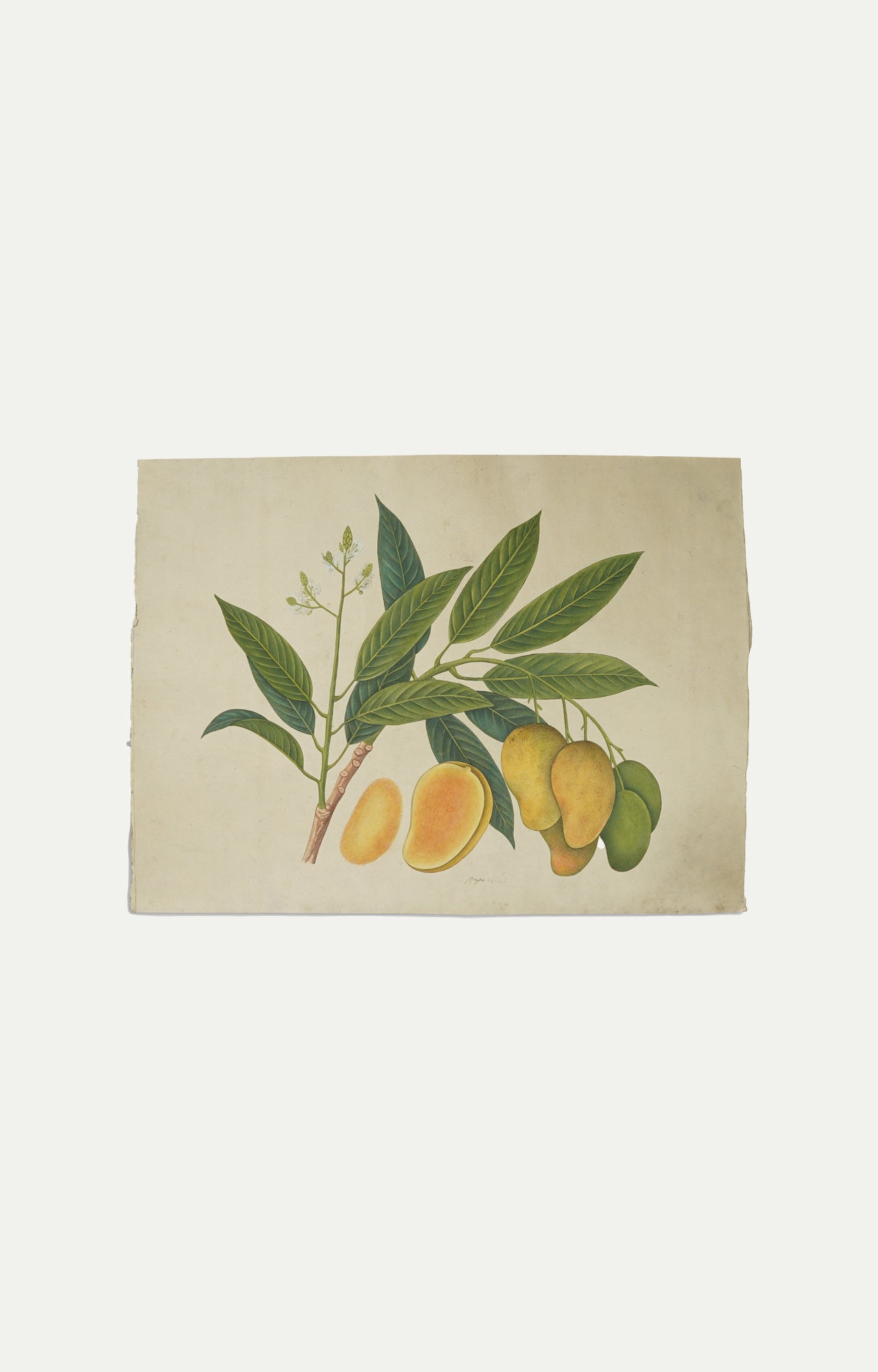 Hand illustrated Sun-Kissed Mango Foliage Painting