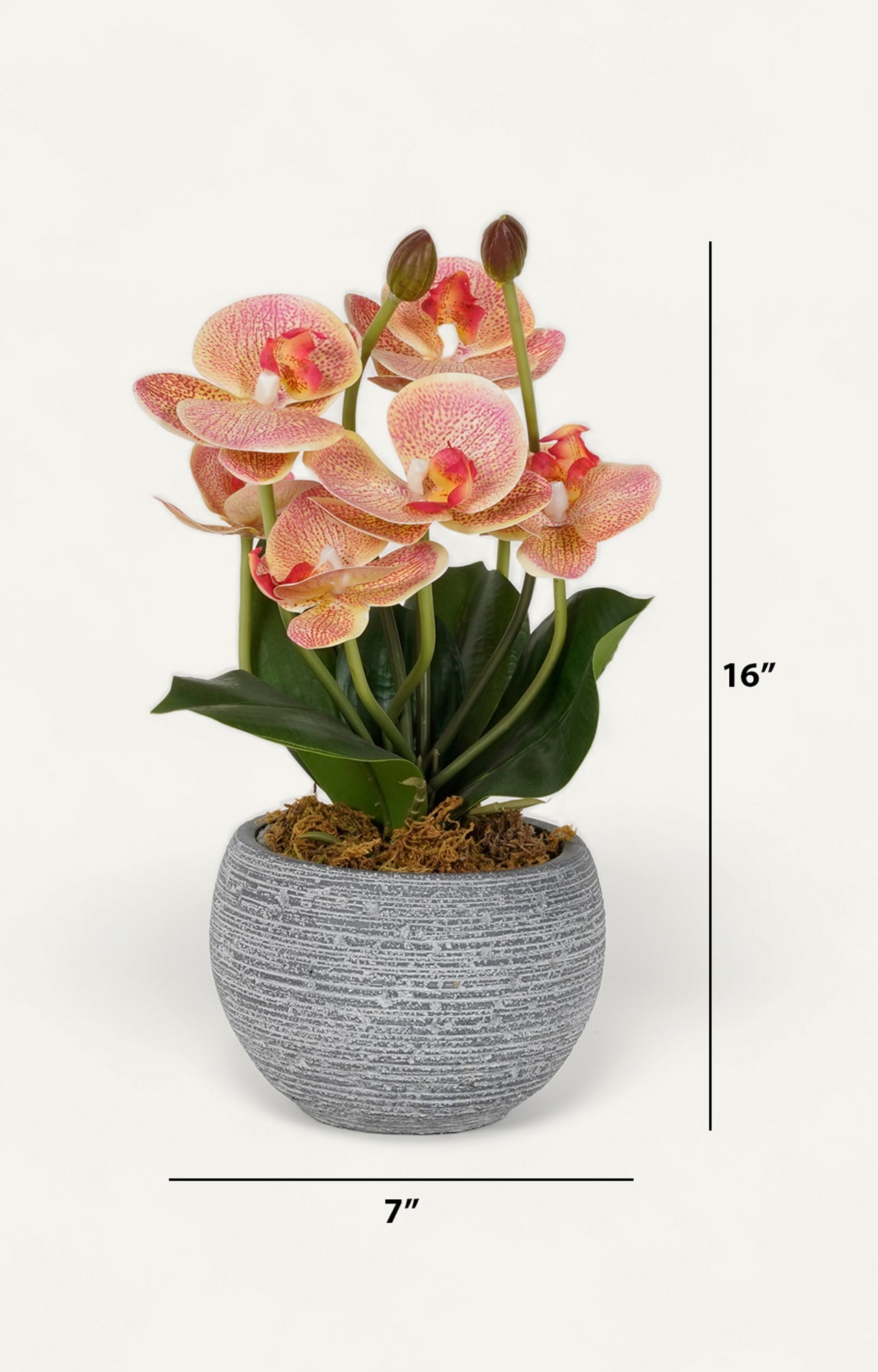 Grey Ceramic Vases with Echeveria Succulents_size