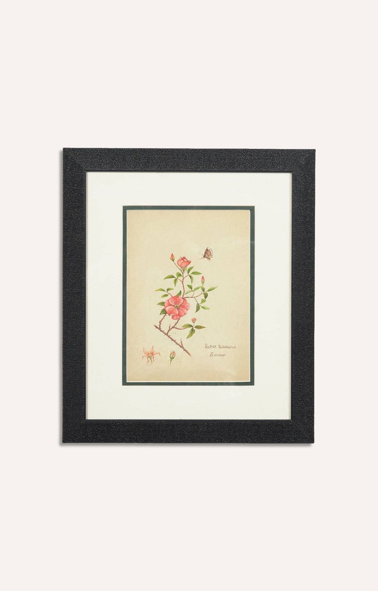 Miniature botanical hand painting (Framed)