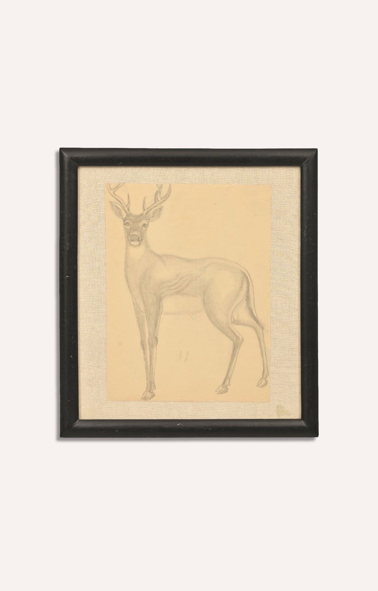 Deer Sketch