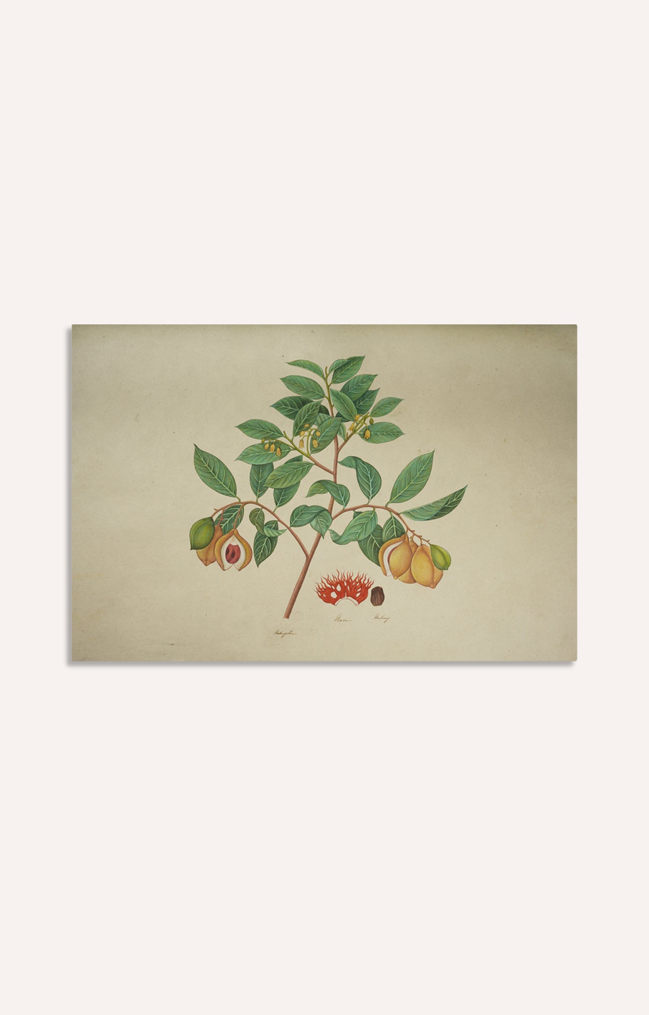 Handpainted Botanical Lithograph -  Myristica Moschata