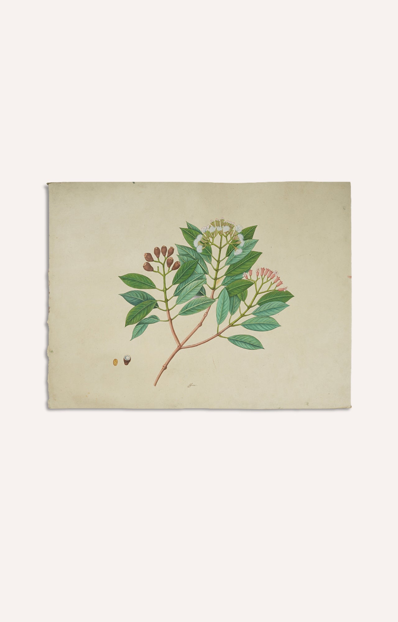 Watercolor Handpainted Clove Plant