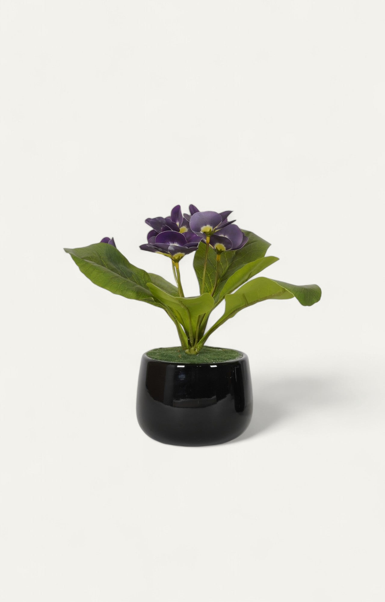 Black Gloss Pampas Vase With Plant