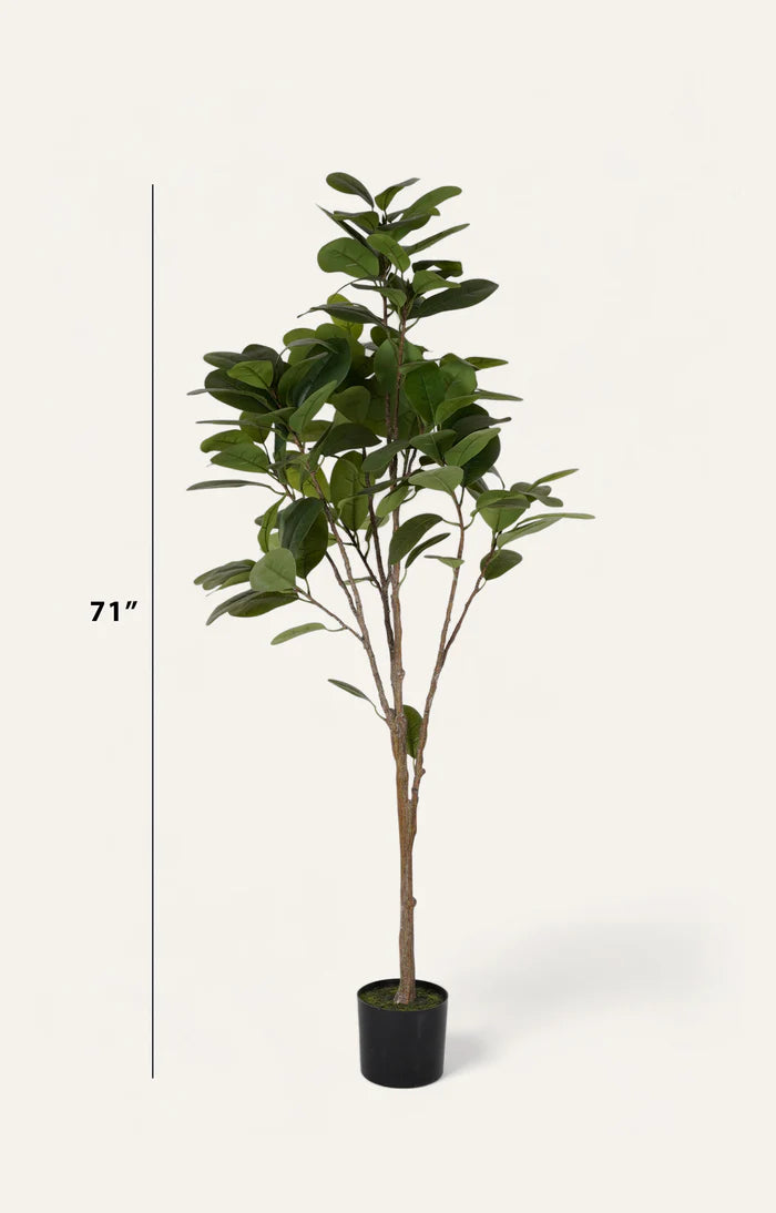 Artificial Green Ficus Tree - 6 Feet