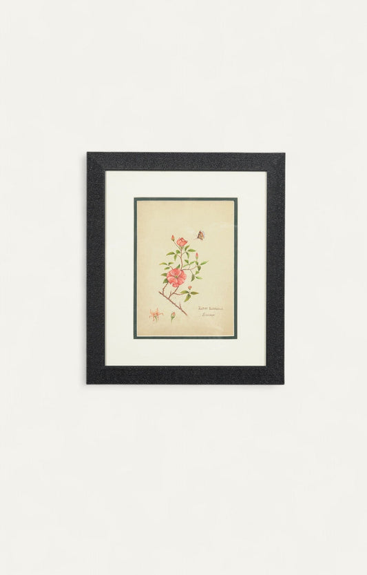 Vintage Botanical Painting
