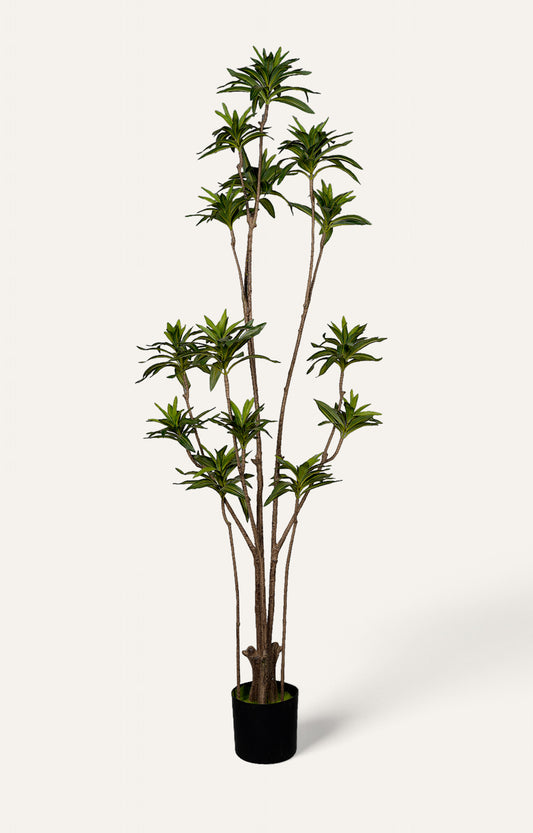 Artificial Ming Aralia Plant – 6.5 Feet