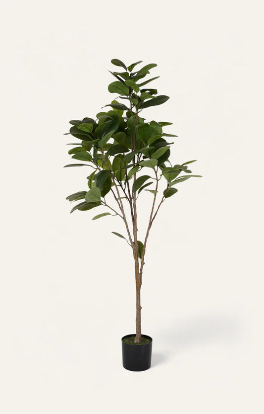 Artificial Green Ficus Tree - 6 Feet