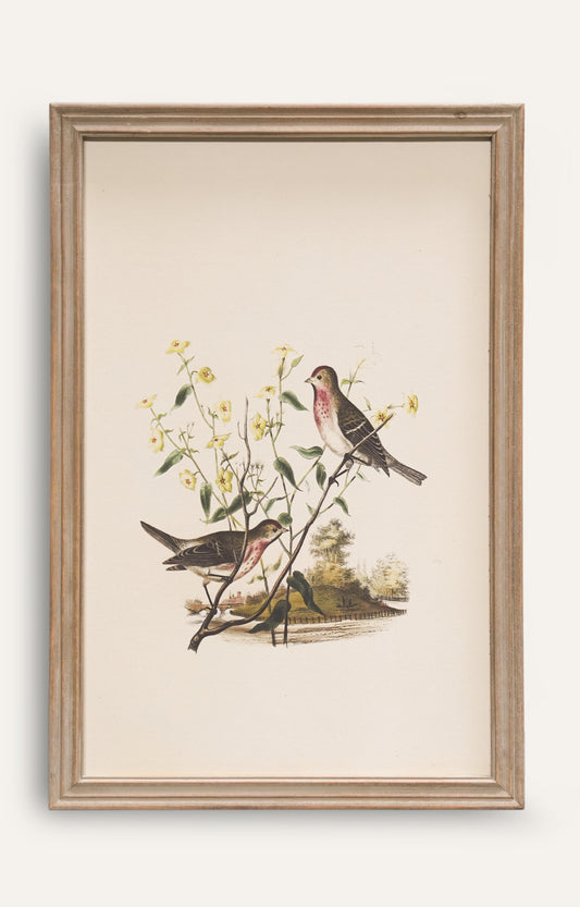 Classic Songbird Wall Art - Set Of 4