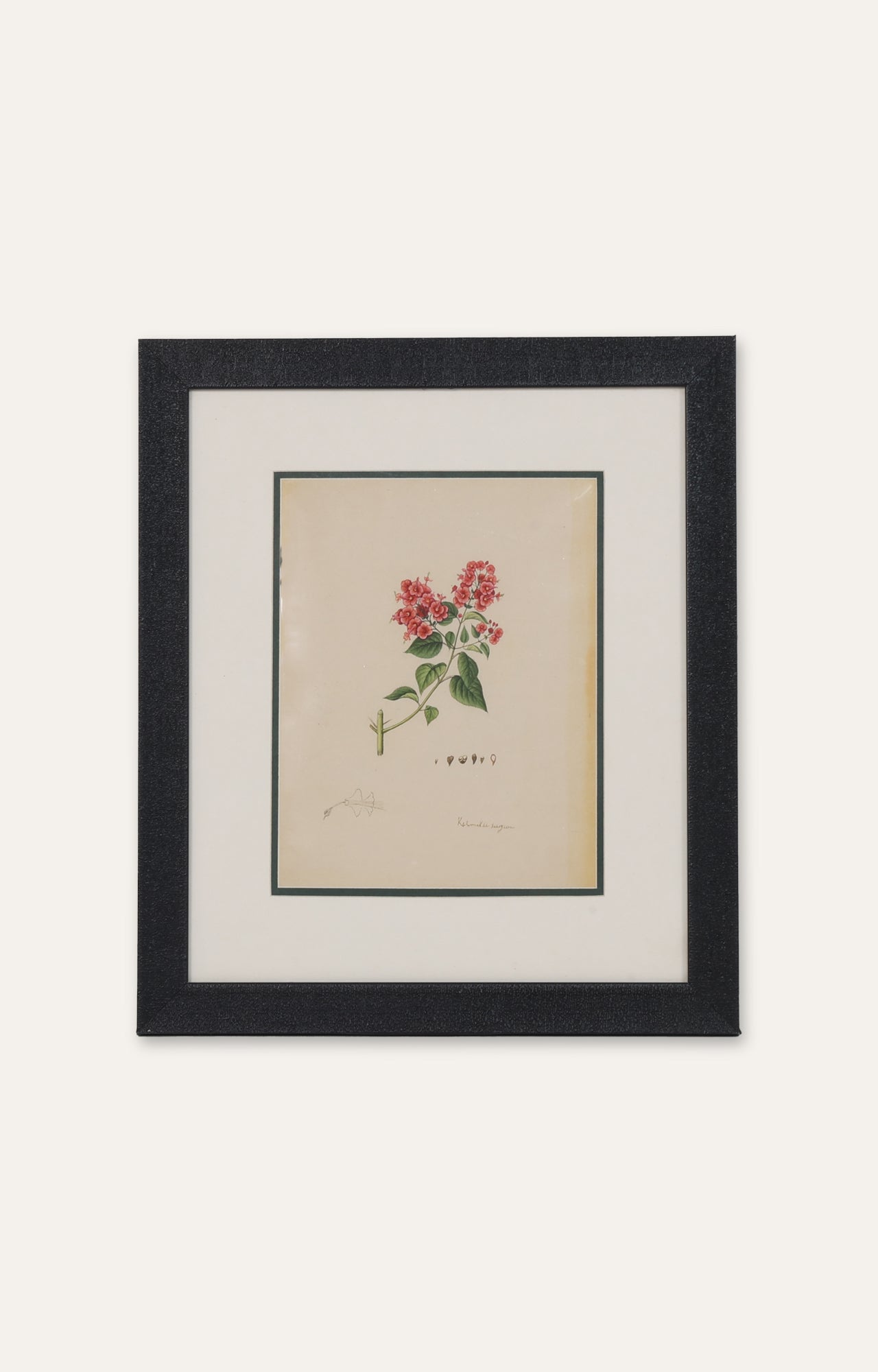 Bouvardia Vintage Botanical Miniature Painting
