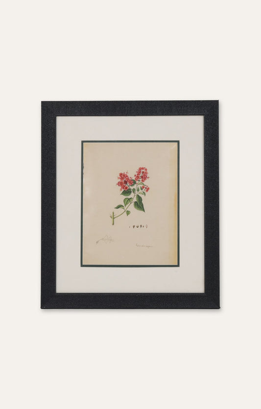 Bouvardia Vintage Botanical Miniature Painting