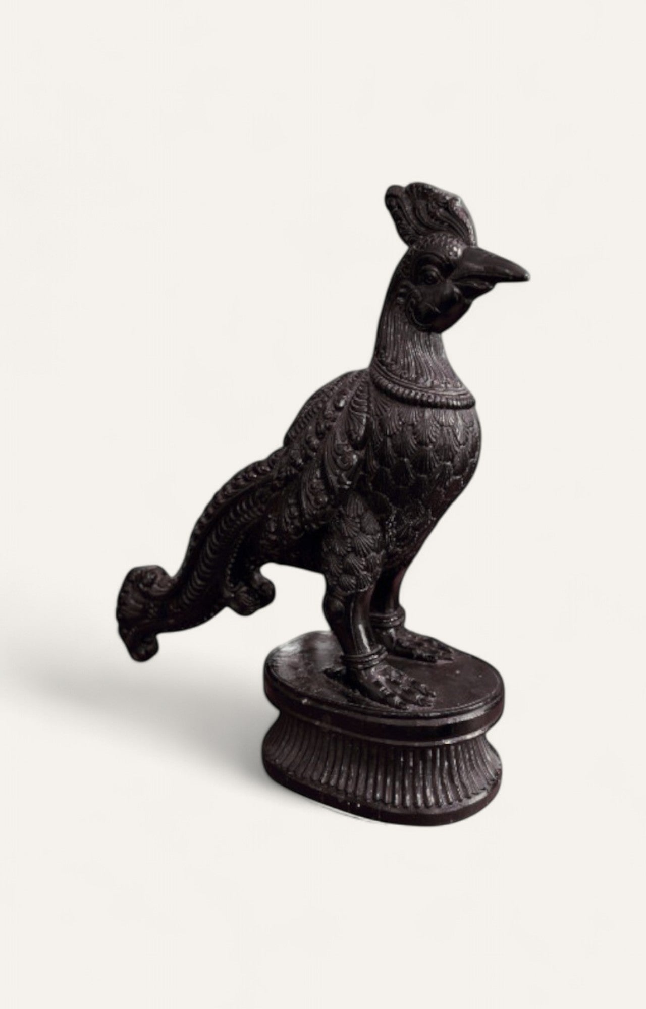 Majestic black eagle