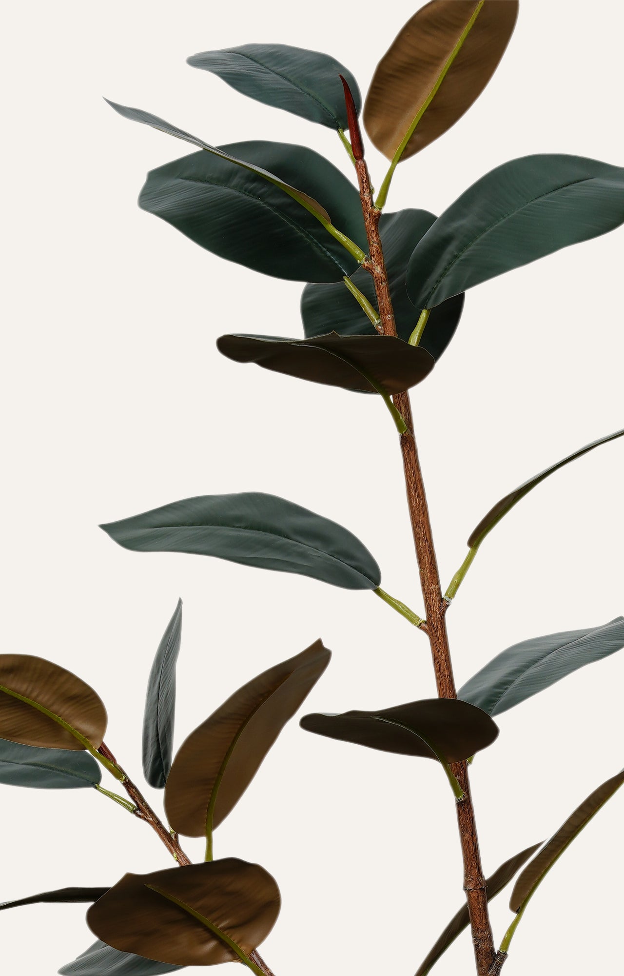 Artificial Rubber Plant – 4 Feet