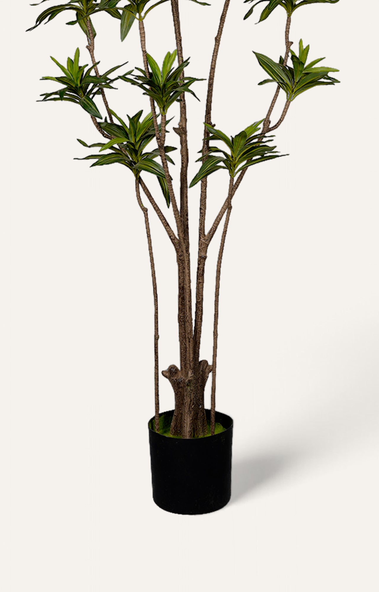 Artificial Ming Aralia Plant – 6.5 Feet