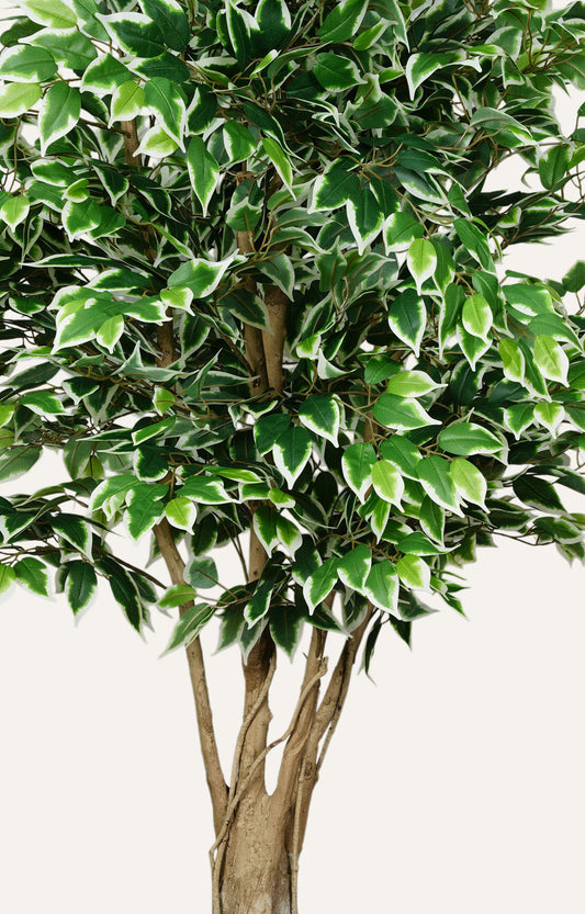 Artificial Variegated Ficus Tree – 6.5 Feet