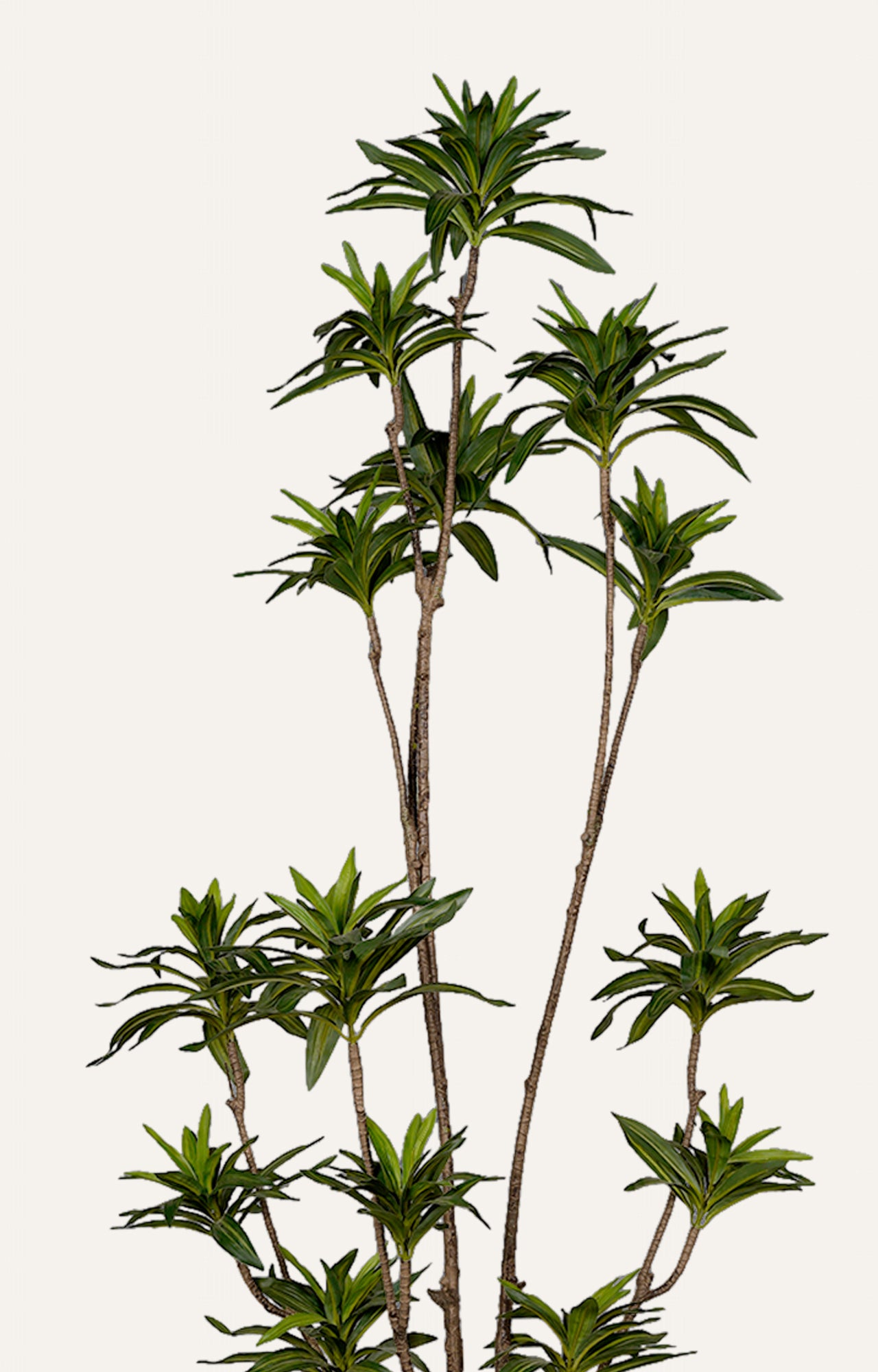 Artificial Ming Aralia Plant – 6.5 Feet