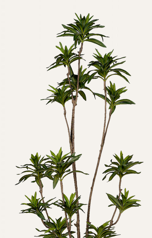 Artificial Ming Aralia Plant – 6.5 Feet
