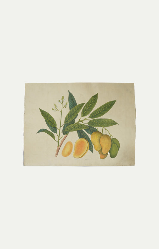 Hand illustrated Sun-Kissed Mango Foliage Painting