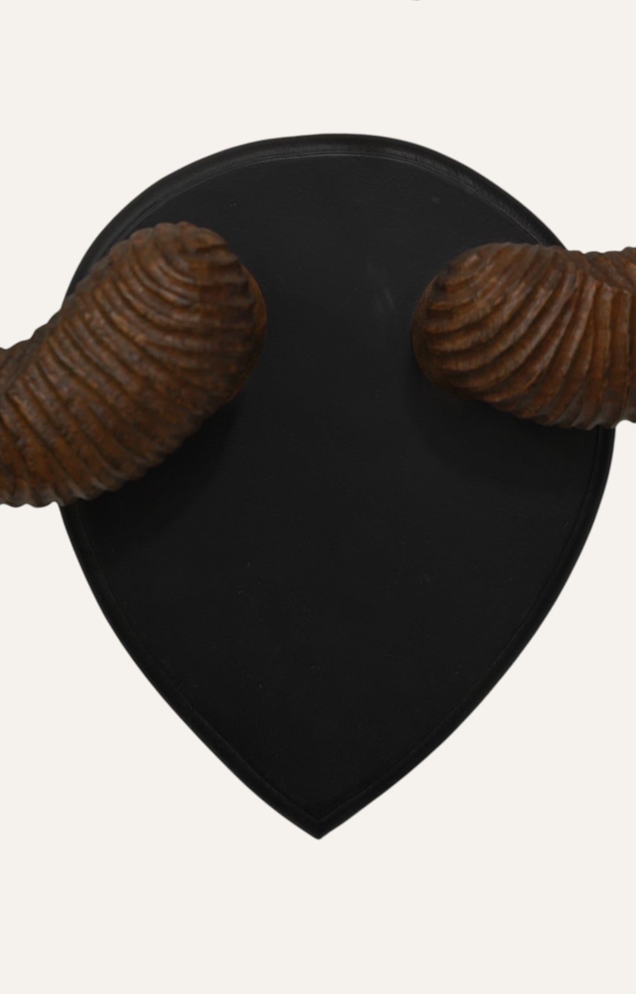 Curled Ram Horn Antlers Wall Mount