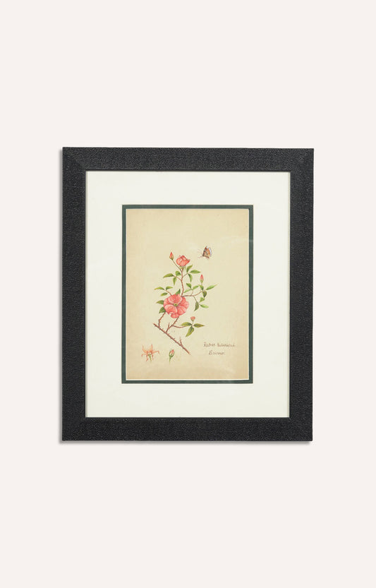 Miniature botanical hand painting (Framed)