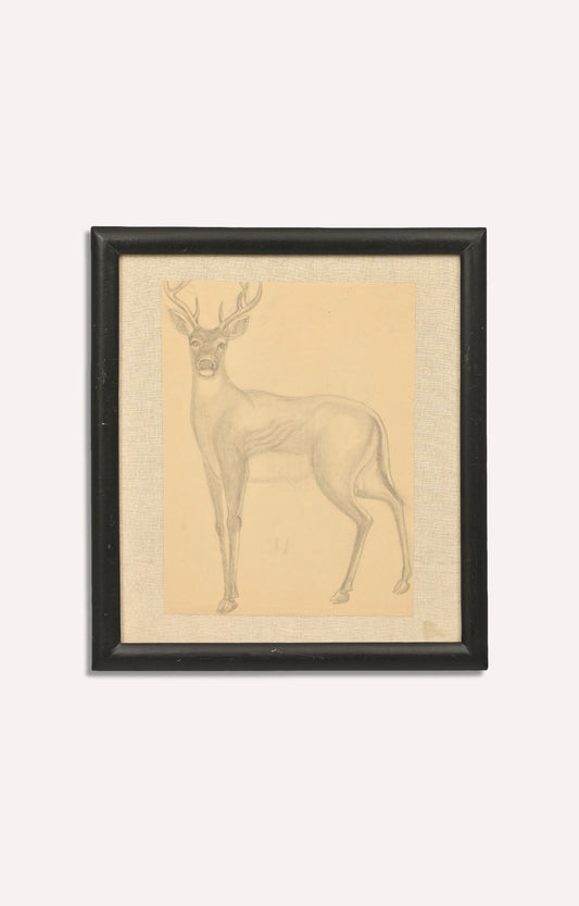 Deer Sketch