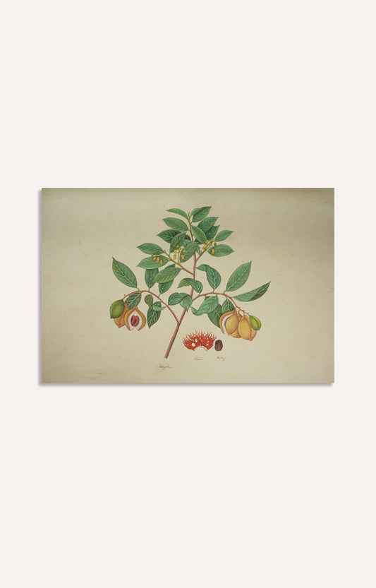 Handpainted Botanical Lithograph -  Myristica Moschata
