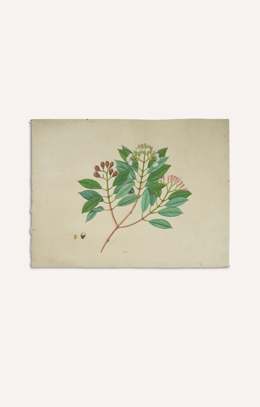 Watercolor Handpainted Clove Plant