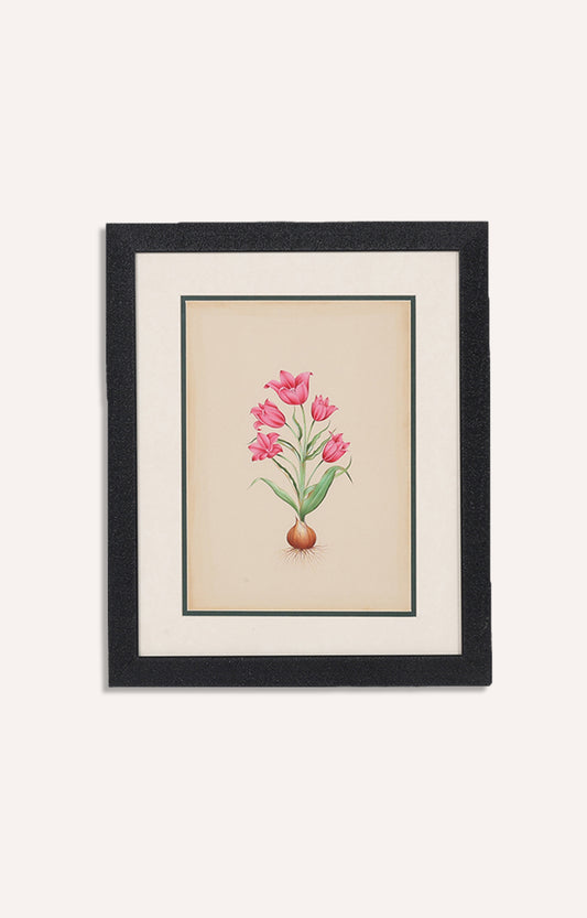 Basilius Besler German Tulip Engravings - Late 17th Century