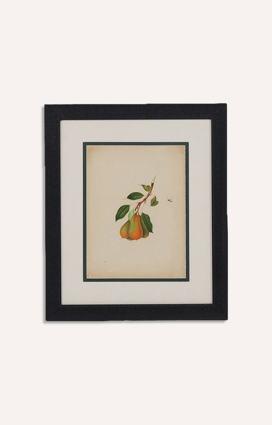 ITALIAN Yellow Pear Nature Painting