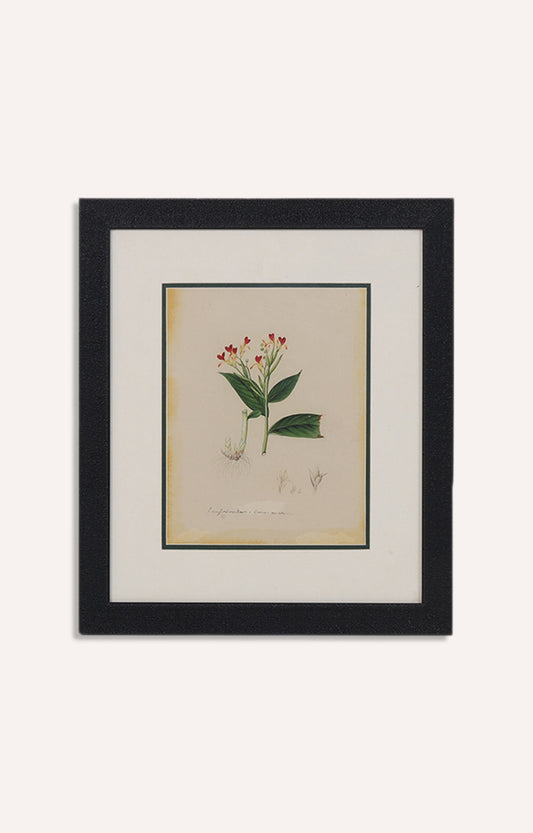 Tropical flowers-La mignonette