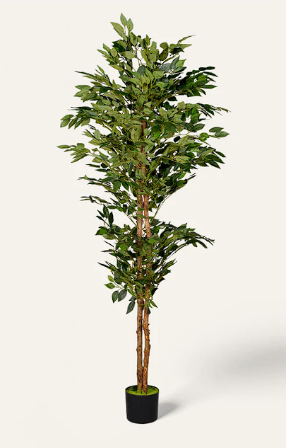 Artificial Ficus Tree – 6 Feet