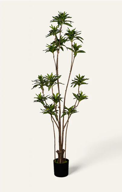 Artificial Ming Aralia Plant – 6.5 Feet